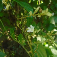 Poranopsis paniculata (Roxb.) Roberty